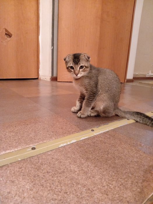 Домашние животные