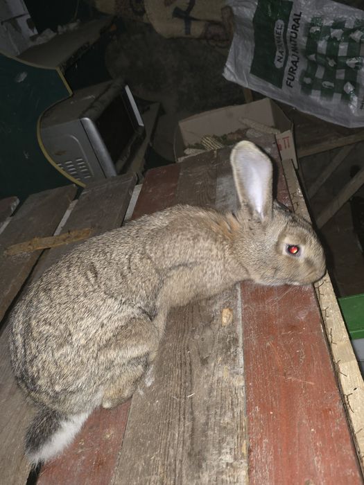 Vând iepuri de rasa