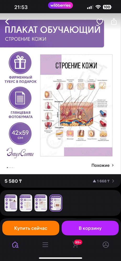 Плакат обучающий строение кожи