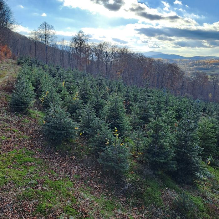 Vand Brazi de Craciun din plantatie propriee