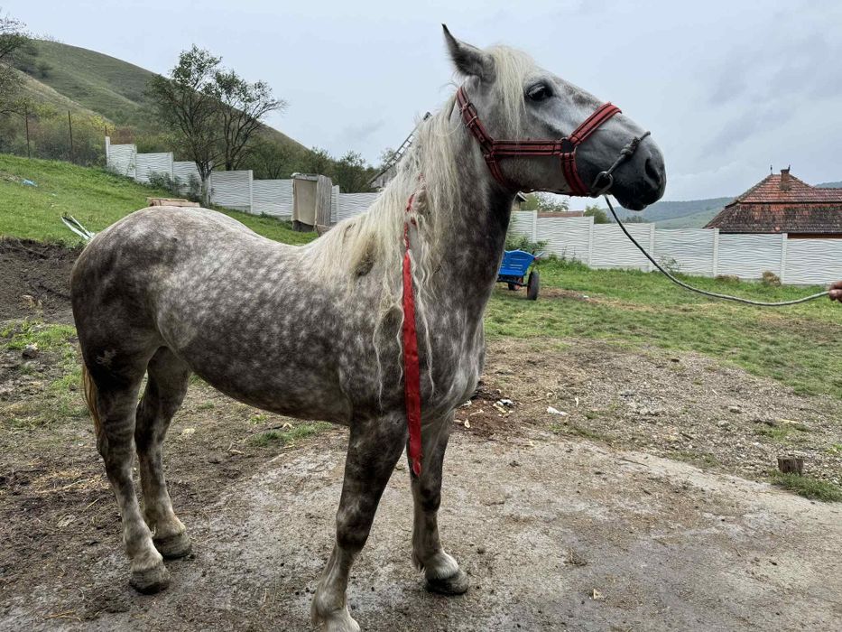 De vânzare o mânză de 3 ani bună de ham  mai multe detalii la telefon