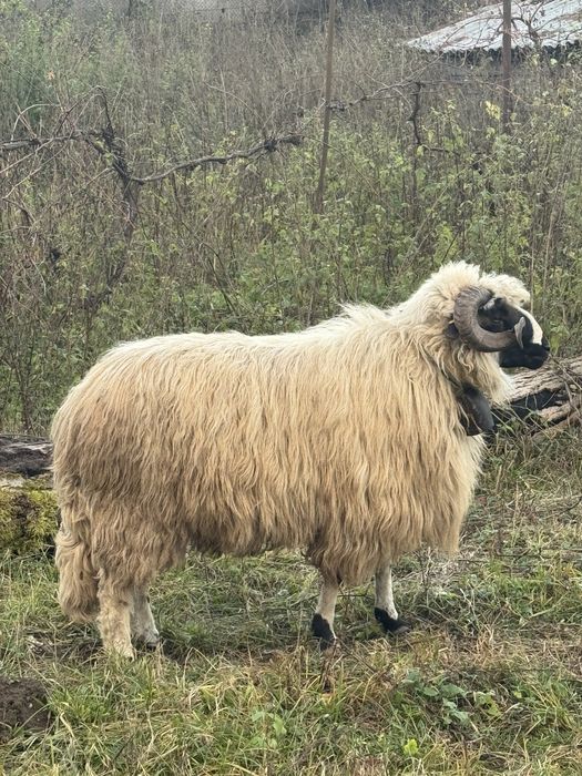 Vand/schimb berbec breaz foarte frumos de un an