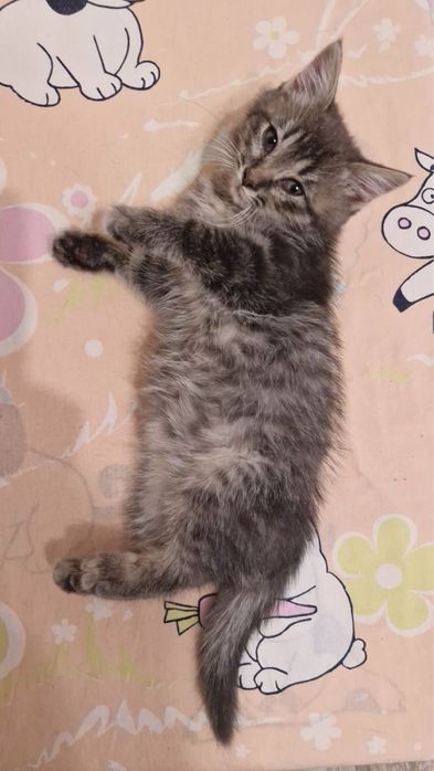 Кошечка в добрые руки