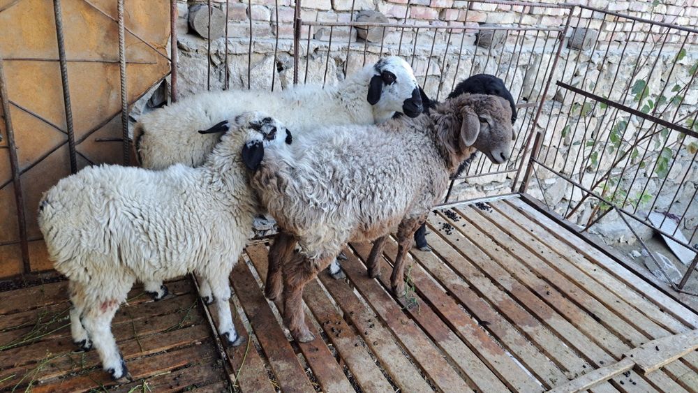 Qòy va qòchqor sotiladi