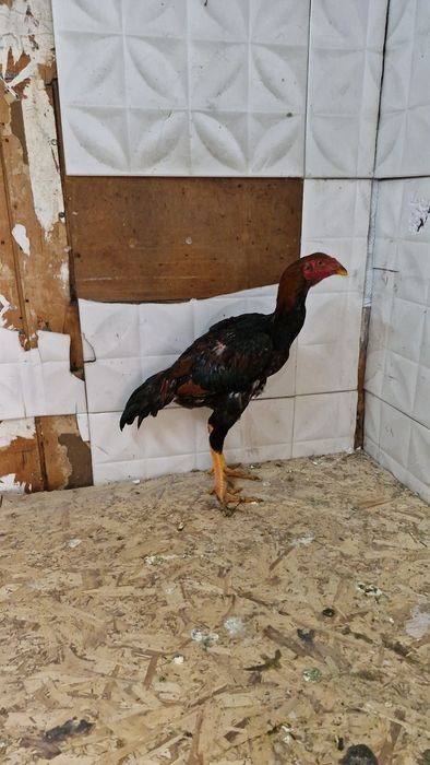 Продам джуджа майский