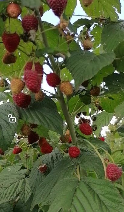 Vând drajoni de zmeur din soiul Polka