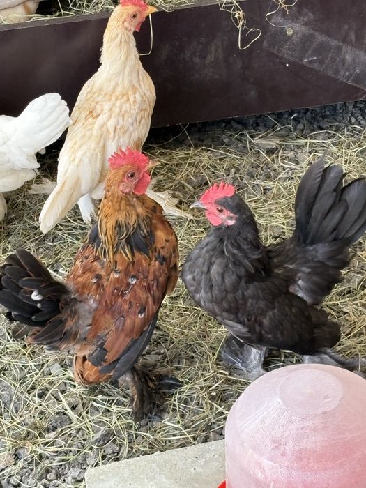 Cocoșei pitici (americani)