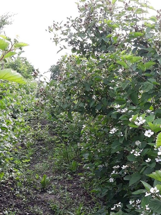Butasi mure Arapaho, butasi cu mure gigant, fără spini