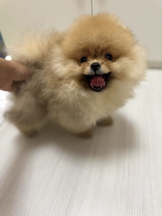 Mascul pomeranian bear type