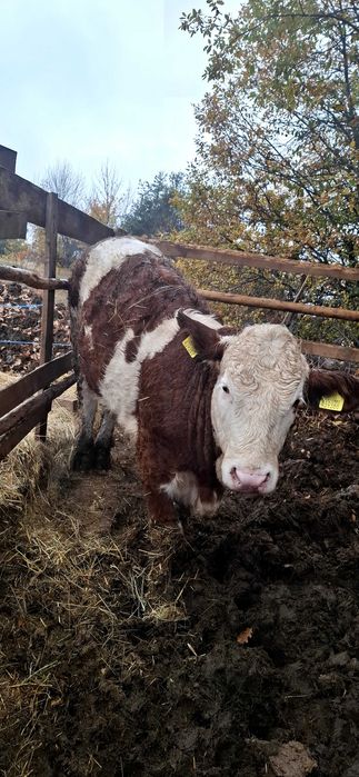 Продавам симентали на 9 10 11 месечна въздраст 8.5 лв живо тегло