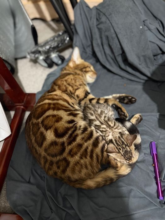 Bengal Ona mushuk va bolalari oʻgʻil qiz bor, bolalari 1,5 oylik