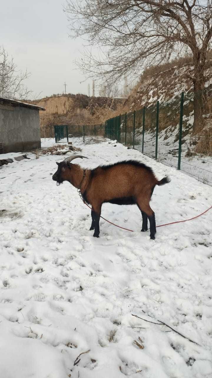 Продаю альпийскую   козу  и козла