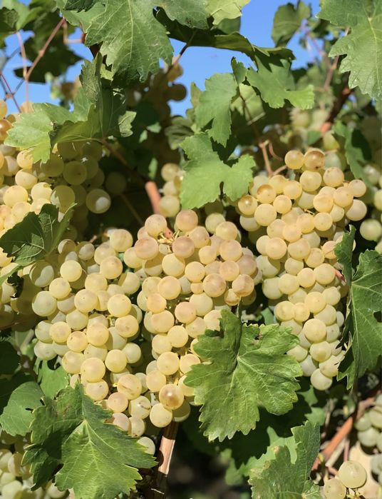 Struguri nohan alb De Vânzare