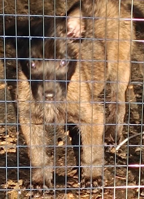 Женско кутре малиноа