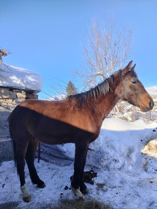 Донен шыгар таза кан