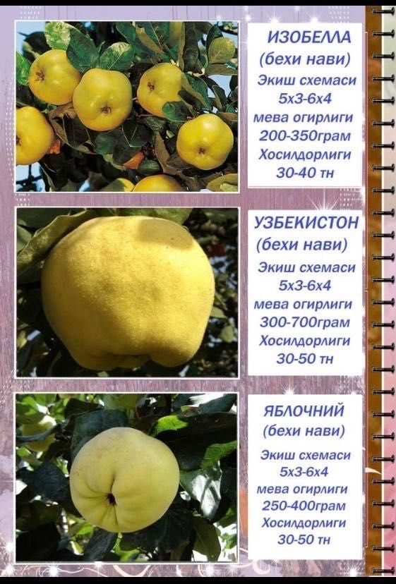 Саженцы сливы, персика и яблок/ Olxo’ri, shaftoli va olma ko’chatlari