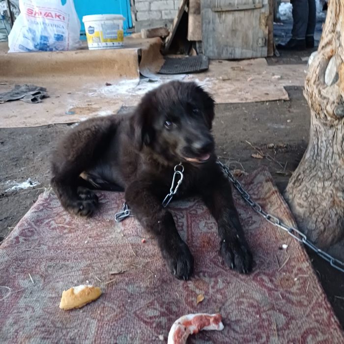 Отдам щека в добрые руки