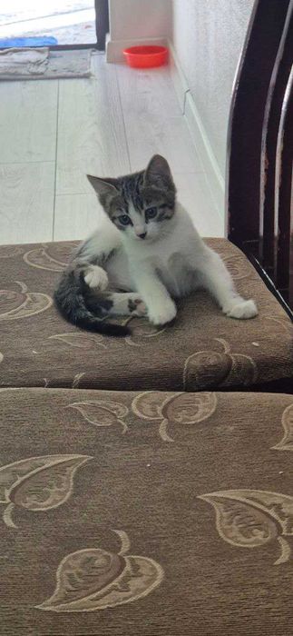 Отдам котят в хорошие, добрые руки.