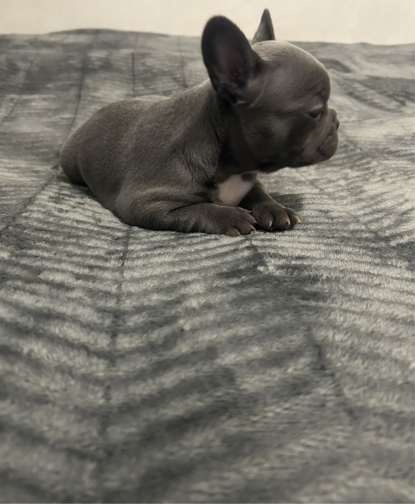 Pui bulldog frances blue/merle