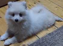 Pomeranian femela