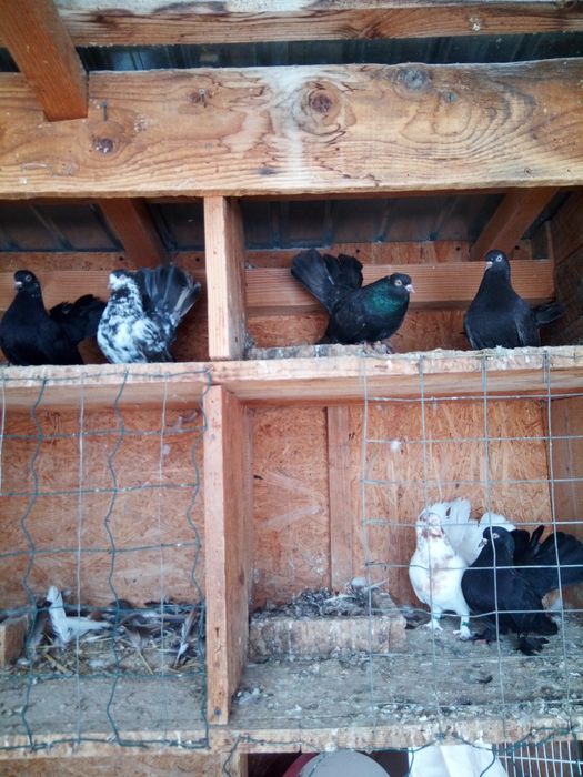 Vând porumbei mai multe rase