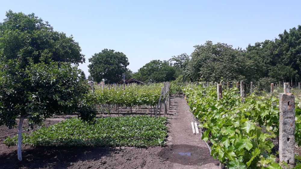 Продава се Парцел в с. Безмер, Област Ямбол - 850 кв.м за 21 €/кв.м - Снимка #7