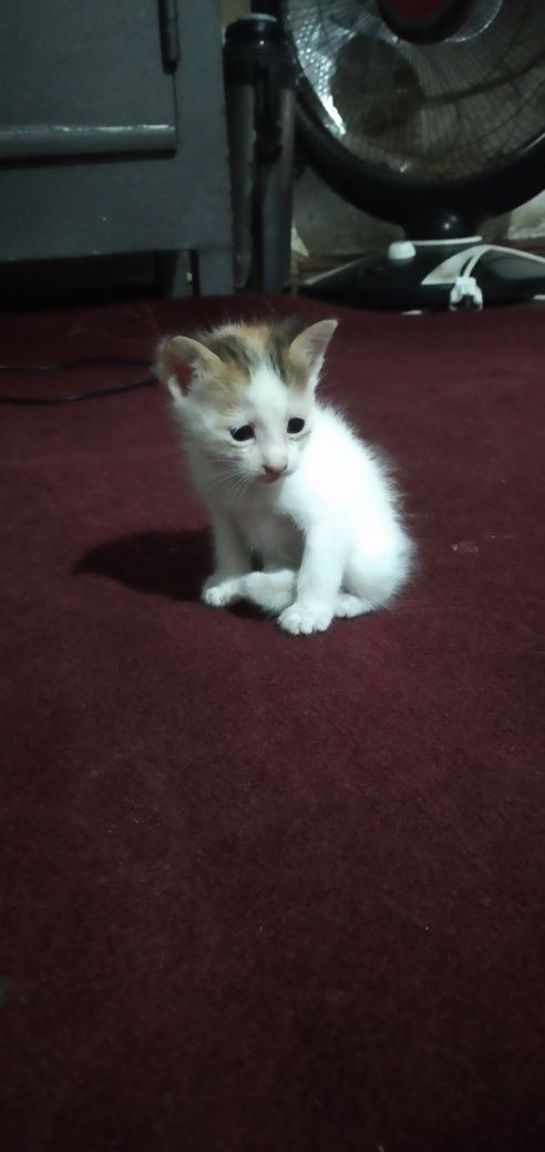 Yoqimtoy Mushukchalar bor 2ta shunchaki hadya qilaman