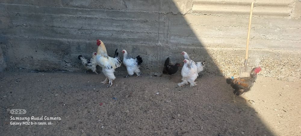 Svetli bramma sotila  1 ta xòroz 3 ta tovuq