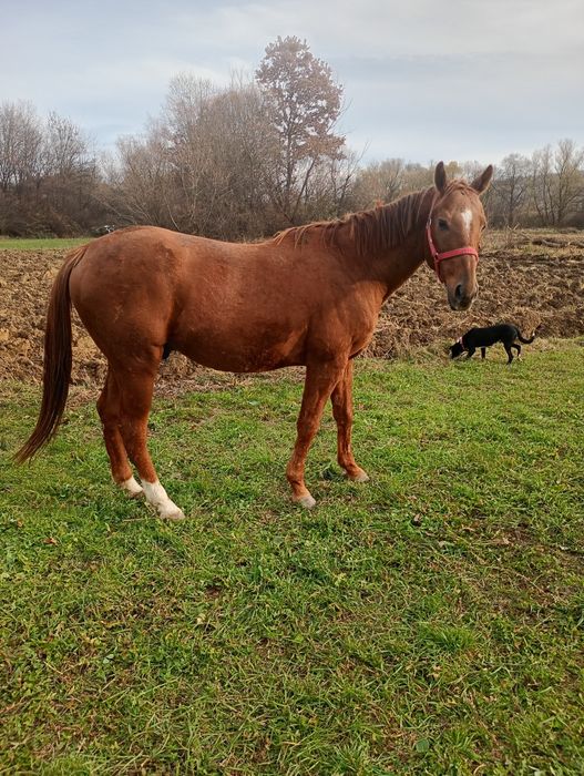 Vând cal castrat 8 ani foarte blând