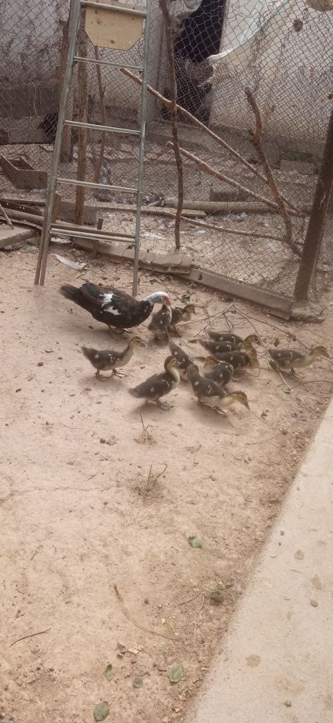 Продаются Индоутята