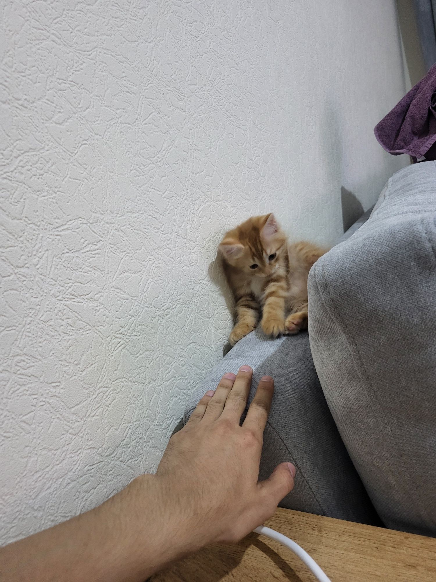Отдам котёнка в добрые руки