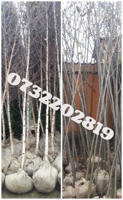 Mesteacăn alb, tei, platan, paltin, cedru, prunus etc