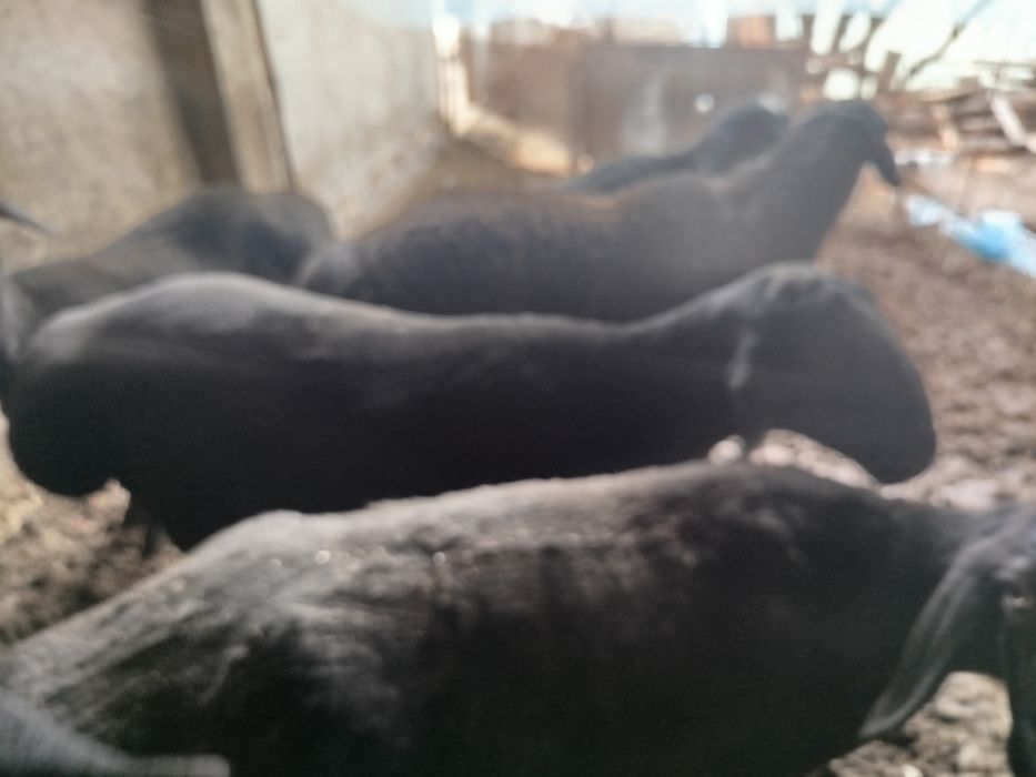 Кучкорлар 6 миллиондан келишамиз