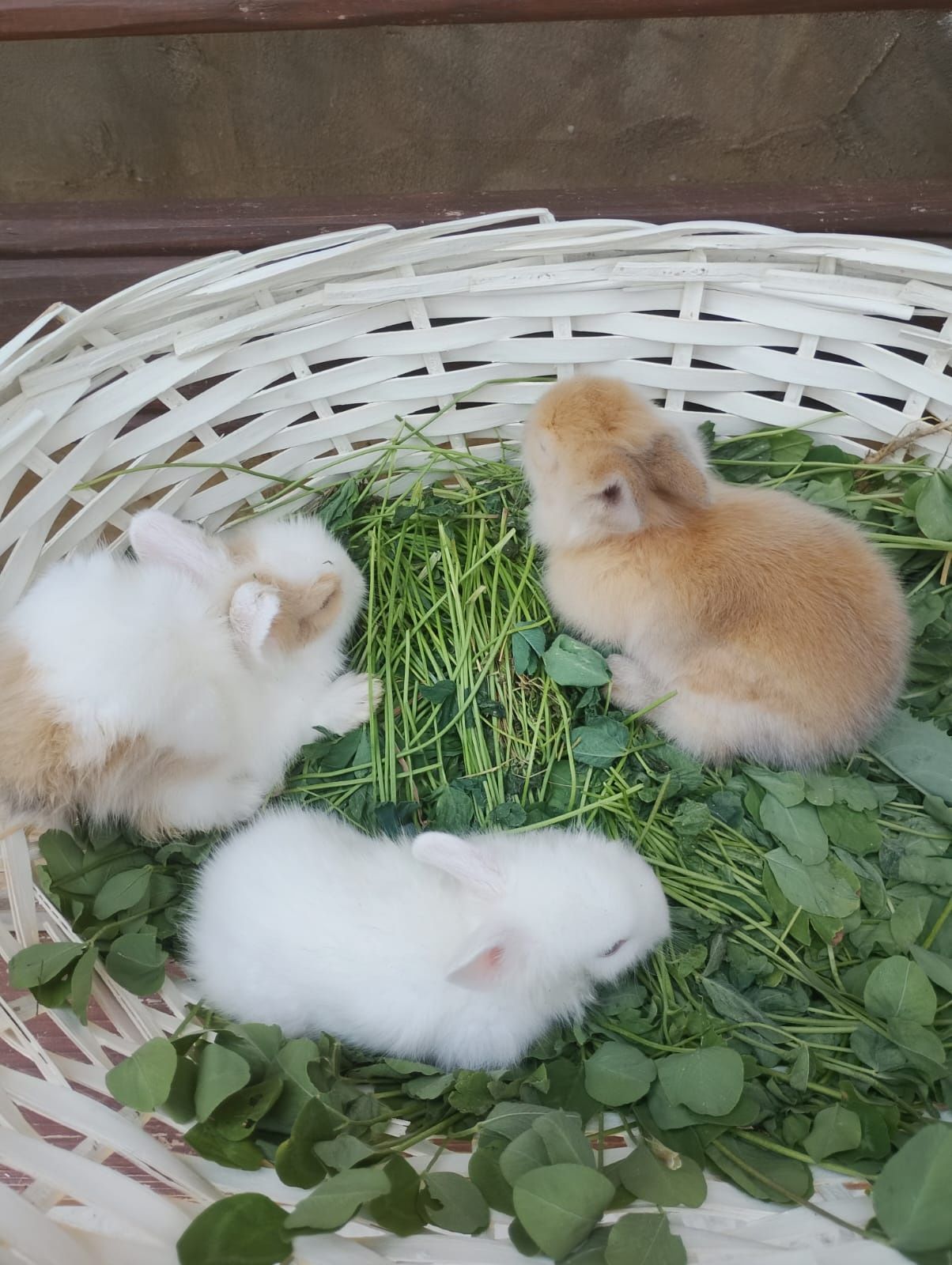 Pui iepurasi rasa pitica nu cresc mari