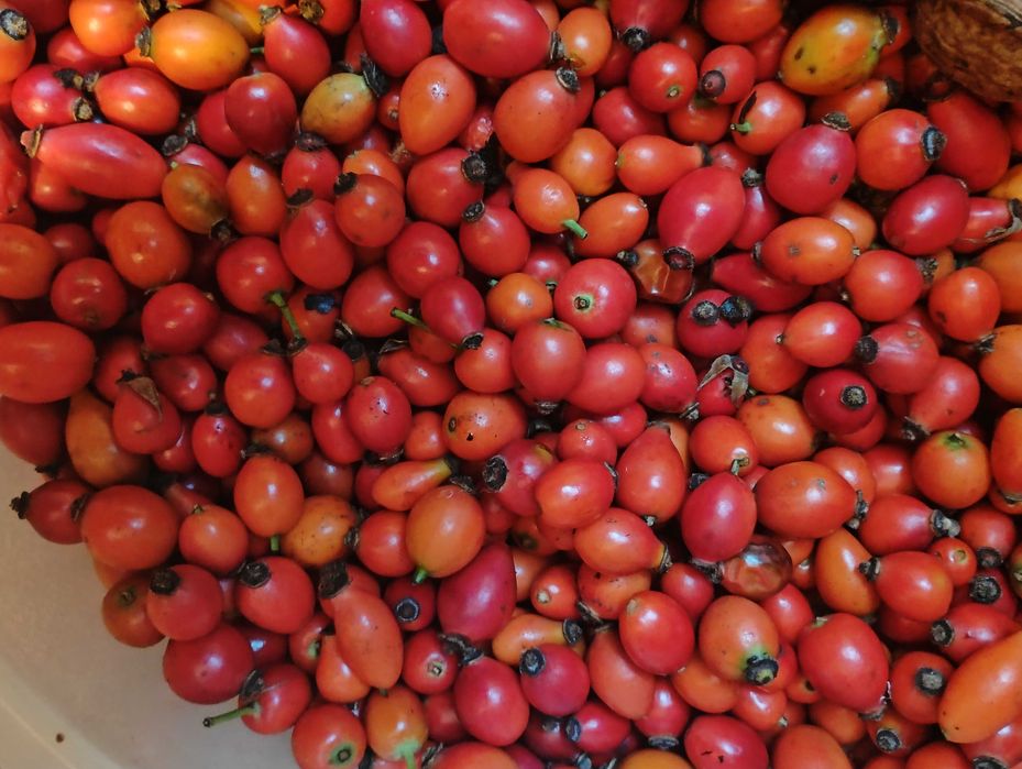 Vând Pastă de Măceșe