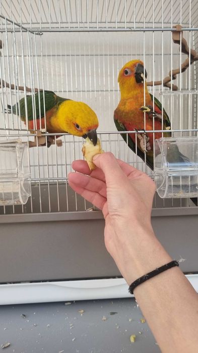 Pereche Papagali Aratinga 3 ani