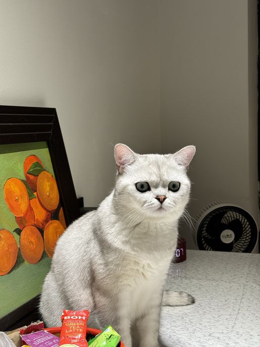 Помогу поступить на учебу зарубеж