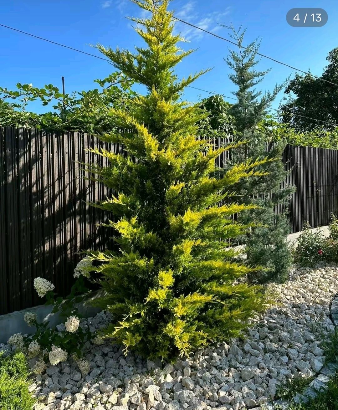 Cupressus leylandii 2.3m - 2.5m, calitate premium