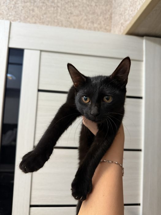 Отдам котёнка в хорошие руки