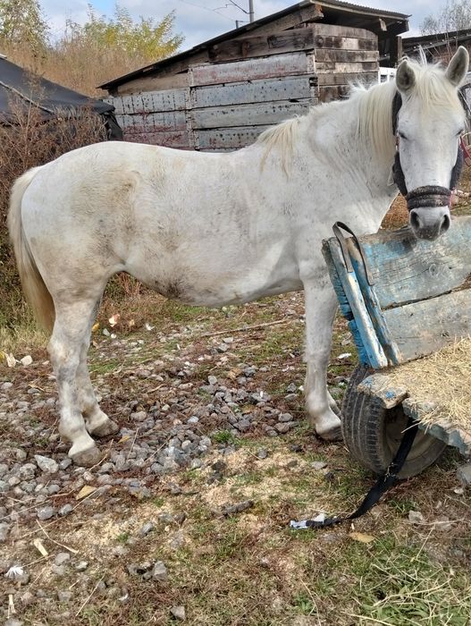 Vând iapă buna de căruță