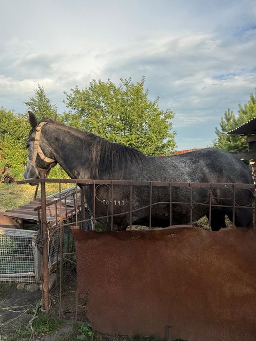 Продам кобылу полукровку