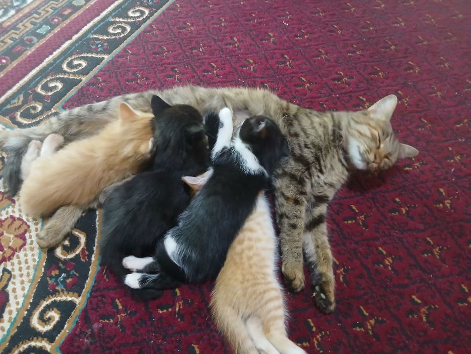 Kipr  mushuk bolalari va onasi