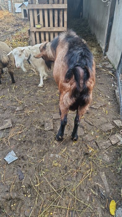 Țap rasă alpin anglonubian de vânzare