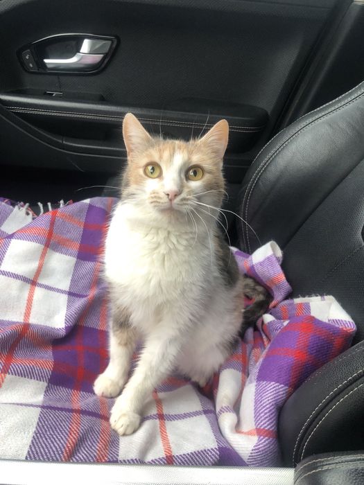 Любимые животные