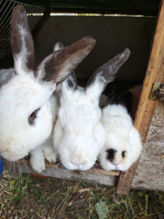 Iepuri (masculi & femele) - vârsta 8-9 luni
