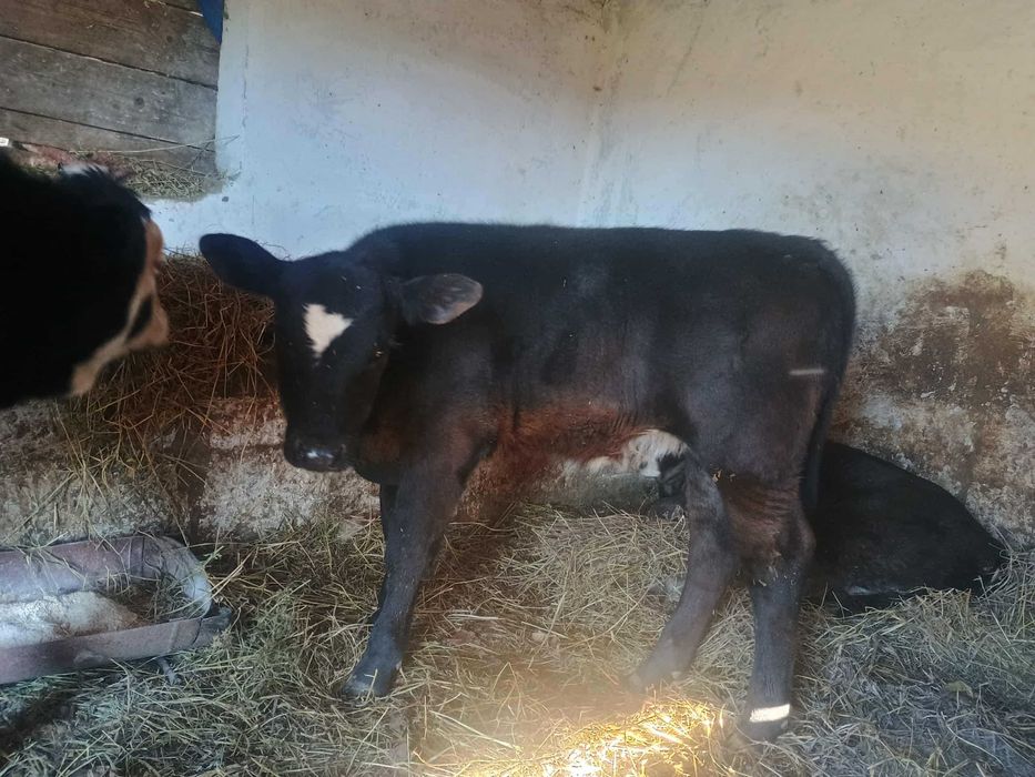 Vând vițele întarcate 7 luni