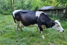 Vand vaca buna de lapte