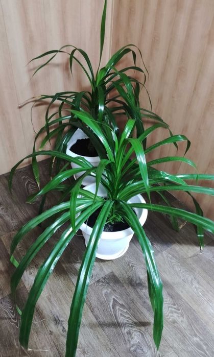 Отдам цветок даром