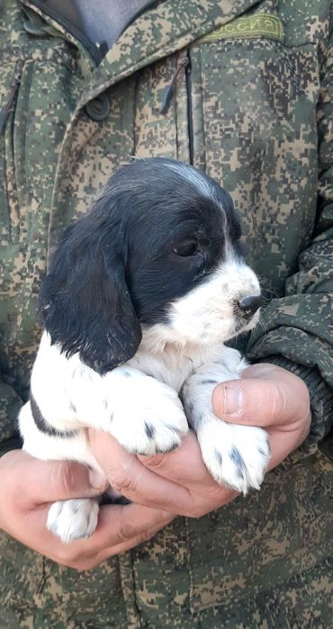 Рус кокер спаниель овчи ит болалари сотилади .