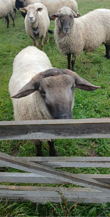 Schimb berbecut sau vand
